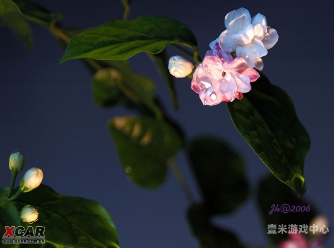婷定香花五月天中文字幕在线，探索音乐与视觉的完美结合5月婷香