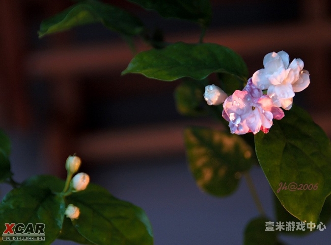 婷定香花五月天中文字幕在线，探索音乐与视觉的完美结合5月婷香