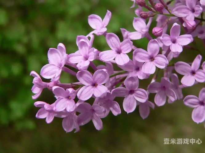 丁香五月缴情伊人五月丁香花开时，解析中国传统花卉文化与现代健康价值