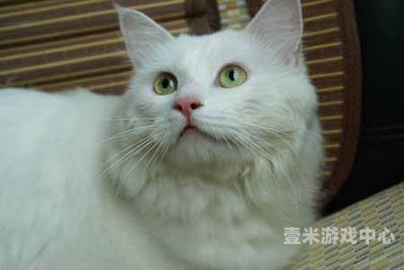 探索色咪味成人网站的魅力与特色色眯眯是褒义还是贬义